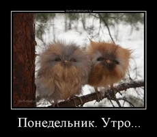 demotivatorium_ru_ponedelnik_utro_67515.webp