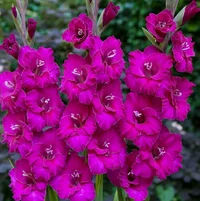 gladiolusy_fuksiya.webp