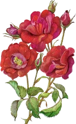 Rose_with_leaf6.webp Rose_with_leaf6.webp