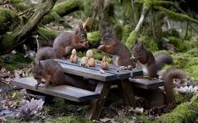 много белок.webp