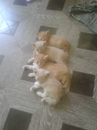 SPo3wjUmp6I.webp SPo3wjUmp6I.webp