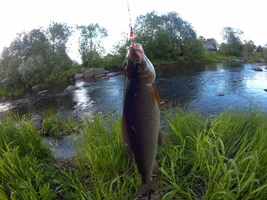 хариус.webp хариус.webp