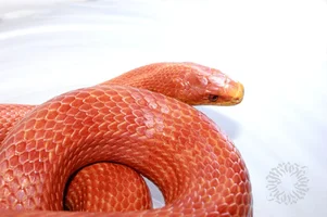 7058B1BA-C72A-4B68-9C37-32A554EAB391.webp 7058B1BA-C72A-4B68-9C37-32A554EAB391.webp