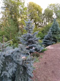 ботсад (3).webp