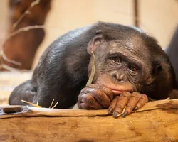 Обои на рабочий стол 1280x1024.webp Обои на рабочий стол 1280x1024.webp