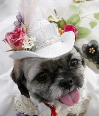 dressed_up_dogs_14.webp