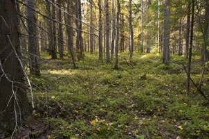 DSC_0185.webp DSC_0185.webp