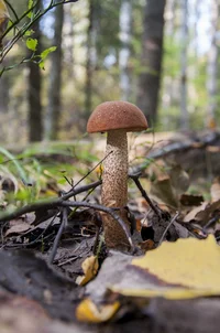 DSC_0257.webp DSC_0257.webp