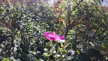 20181006_124401.webp 20181006_124401.webp