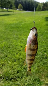 Perch-Fish-39a0ae75-bfb7-42e9-898d-52e611081597.webp