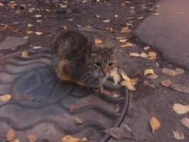 image.webp image.webp