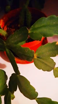 IMG_20181120_223156.webp IMG_20181120_223156.webp