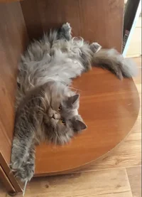 Скриншот 04-12-2018 200817.webp Скриншот 04-12-2018 200817.webp