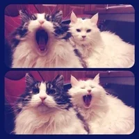 oM7NPjXQRro.webp oM7NPjXQRro.webp