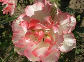 P6101646.webp P6101646.webp