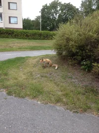 лиса чешется.webp