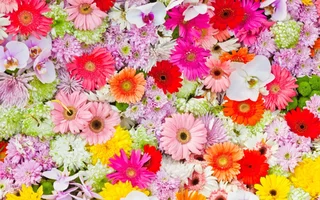 Chrysanthemums-orchids-gerbera-colorful-flowers_2560x1600_wallpaper-1.webp