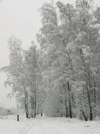 IMG_20190213_103601.webp IMG_20190213_103601.webp