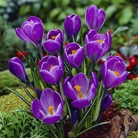 crocus-remembrance.webp