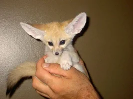 1333431128_1333396209_these_funny_animals_937_640_05.webp