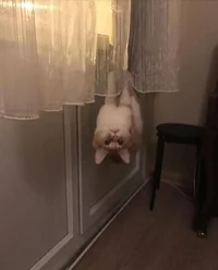 Batcat.webp Batcat.webp