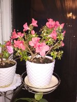 IMG_20181219_212946.jpg IMG_20181219_212946.jpg