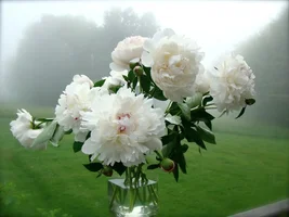 peonies_5.webp