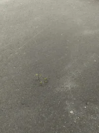 IMG-b2881db918fb580a1b9ab7c9bb177ee8-V.webp IMG-b2881db918fb580a1b9ab7c9bb177ee8-V.webp