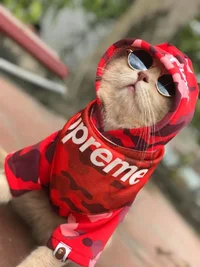 Кот на стиле.webp