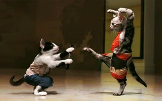 ninja-cat-fight-funny-laptop.webp