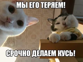 кусь.webp
