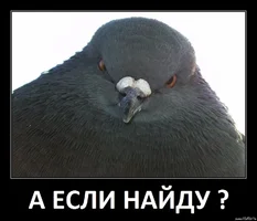приколы голуби 1.webp