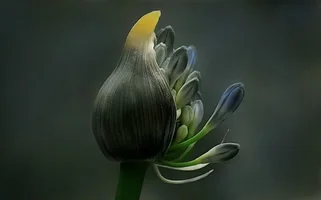 0_a5699_bb7eff46_XL.webp