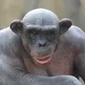 Redkii