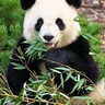 Valeri.Panda