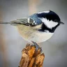 Periparus