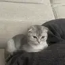 LenaZ