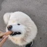 pakccc