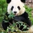 Valeri.Panda