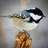 Periparus