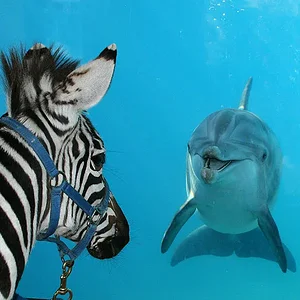zebra_dolphin_sixflagsdiscoverykingdom.jpg