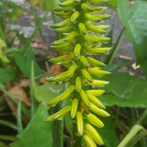 Цветок 5 (29 марта 2016)