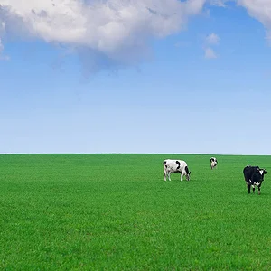 Экологически чистое молоко