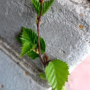 Весна на моем балконе...