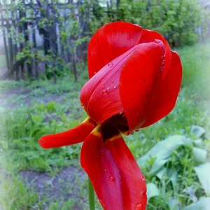 Вечер . После дождя .