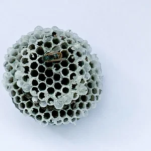 Осиное гнездо. Нутро