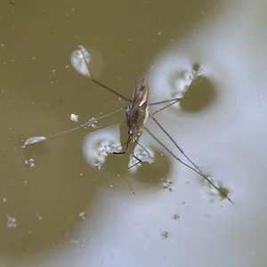 Новый жилец в бочке..