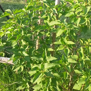 Вроде сирень