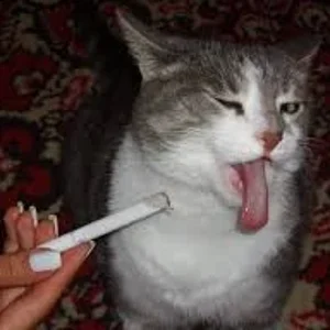 файлы
