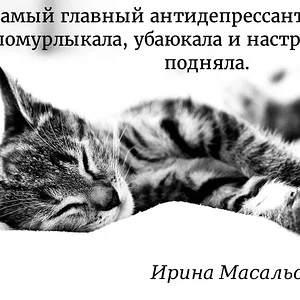Котики